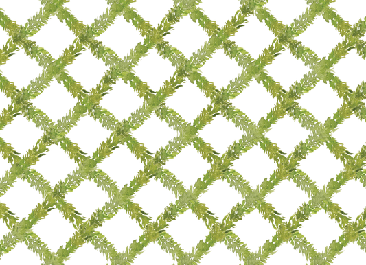 Boxwood Greenery Landscape